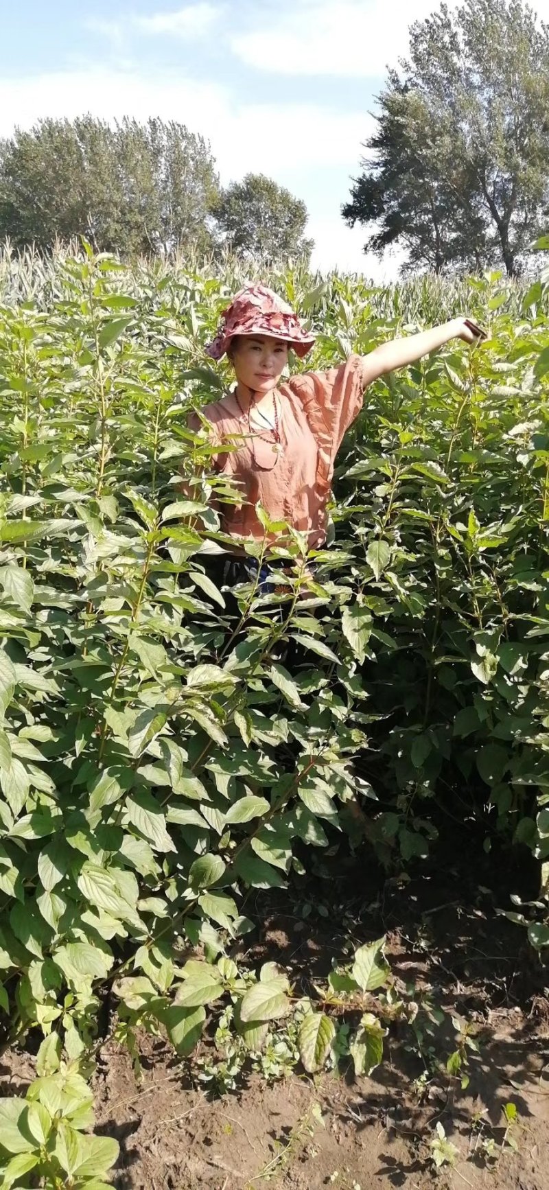 河北定州红瑞木红润木鲜切条鲜枝水培植物室内年宵花