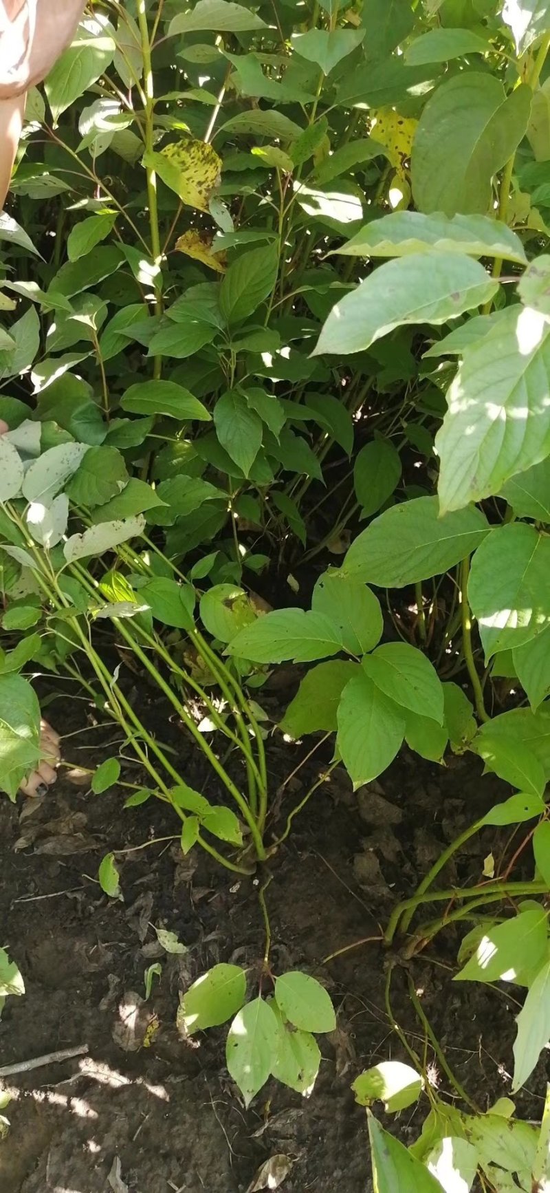 河北定州红瑞木红润木鲜切条鲜枝水培植物室内年宵花