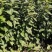 河北定州红瑞木红润木鲜切条鲜枝水培植物室内年宵花