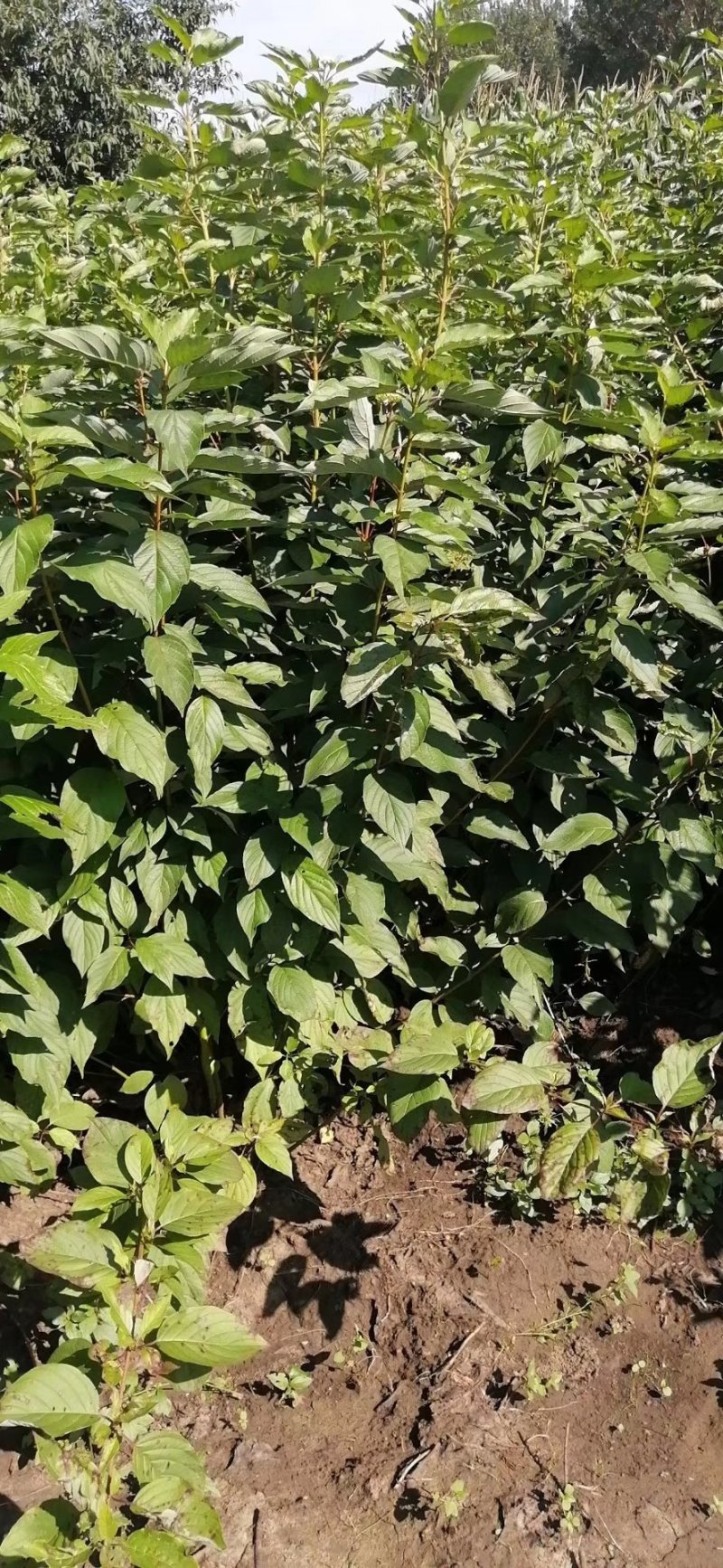河北定州红瑞木红润木鲜切条鲜枝水培植物室内年宵花