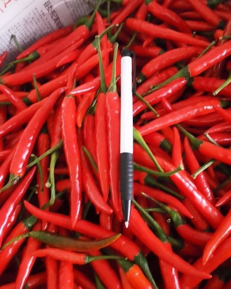 云南精品小米椒艳红，质量好，保质保量大量上市