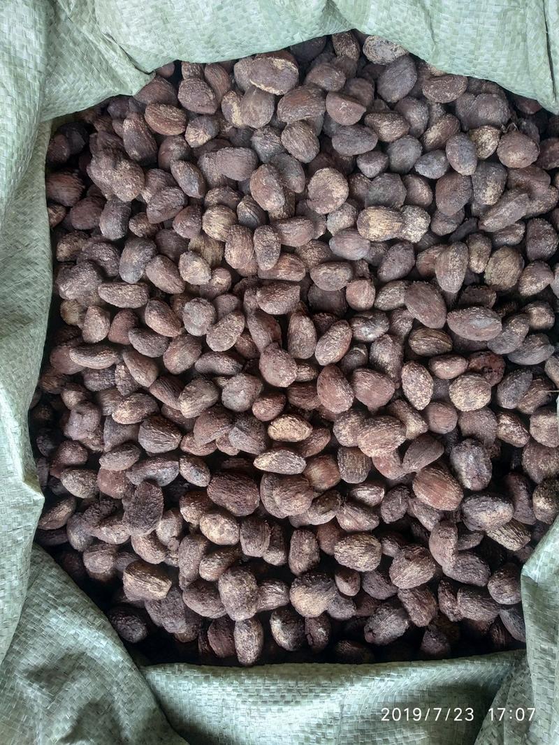 贵州铜仁高出油率油桐籽干货易种植无杂质多规格产地直发