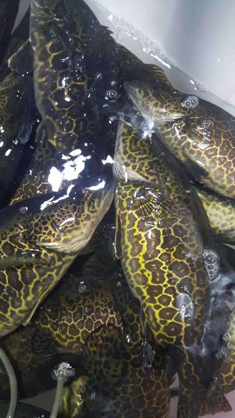 斑鳜，老虎桂