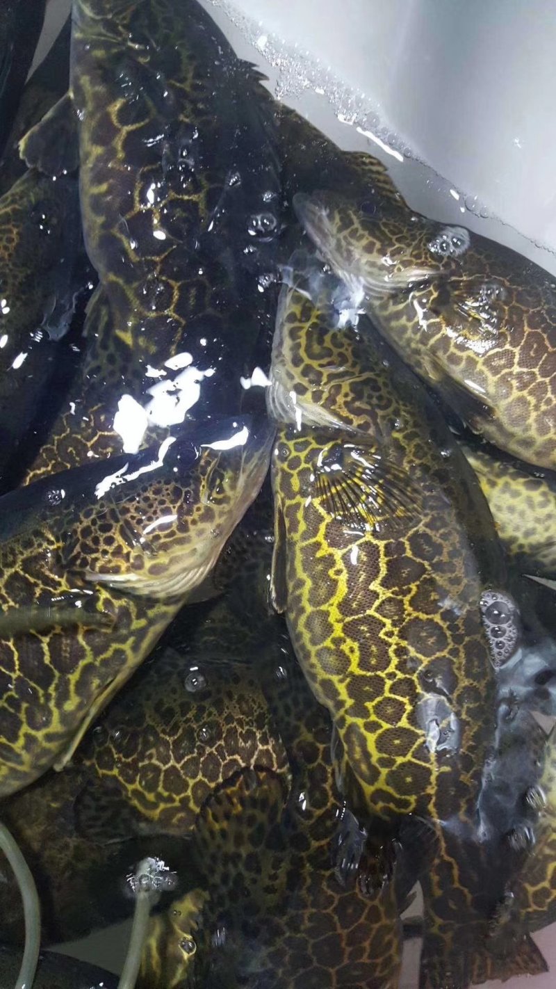 斑鳜，老虎桂