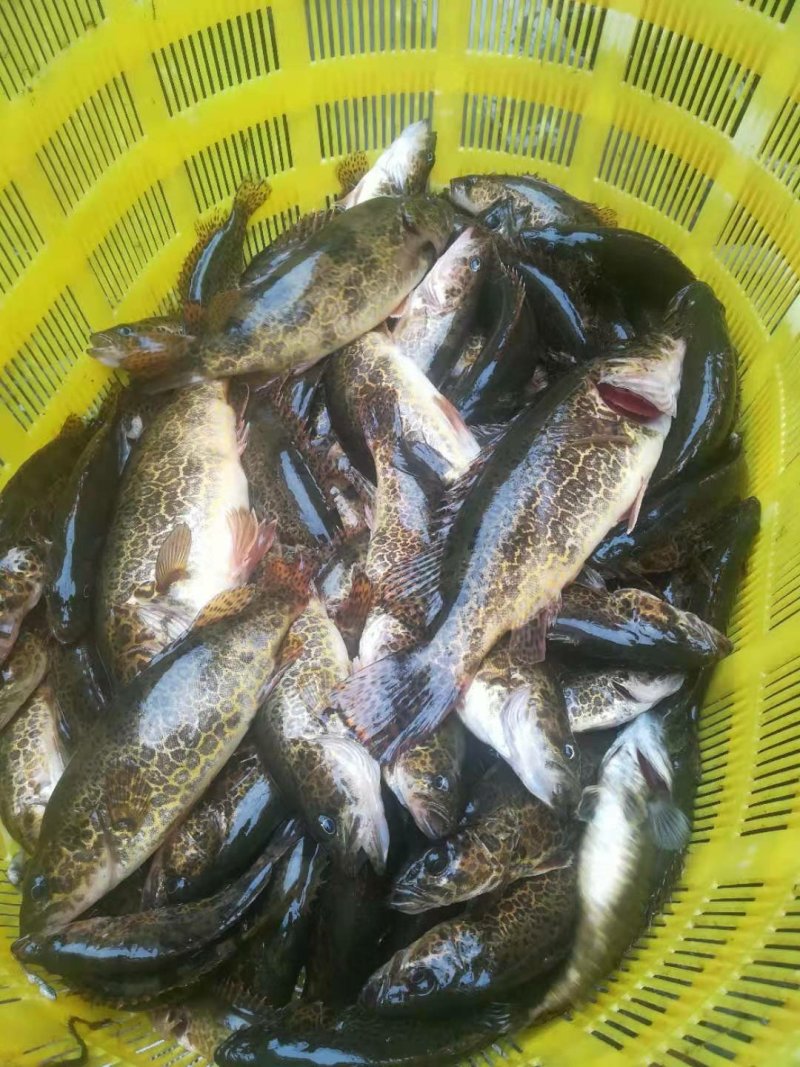 斑鳜，老虎桂