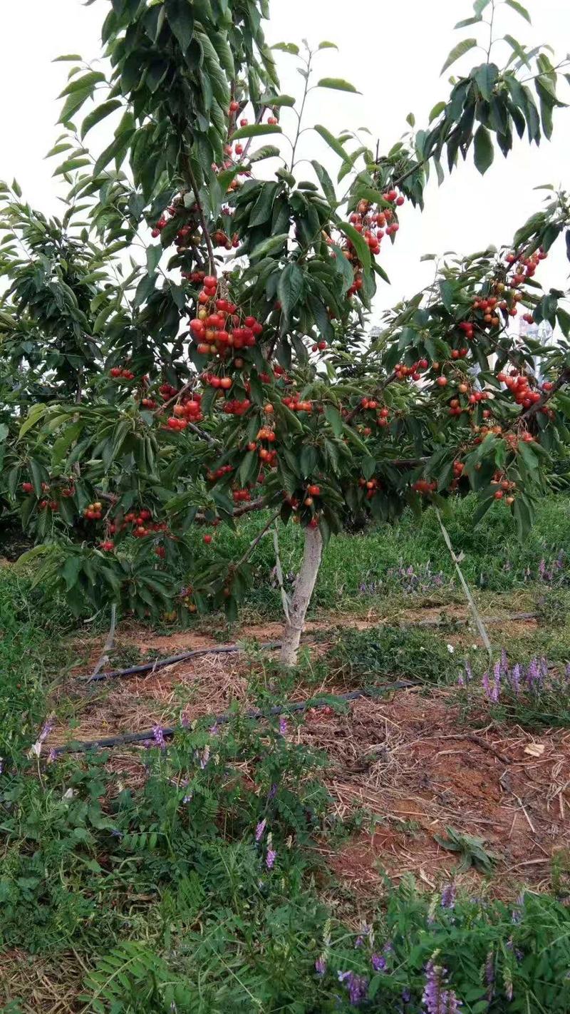齐早樱桃苗，吉塞拉6号矮化根系，早熟新品种