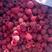 20-30公分高双季红树莓苗基地批发种苗