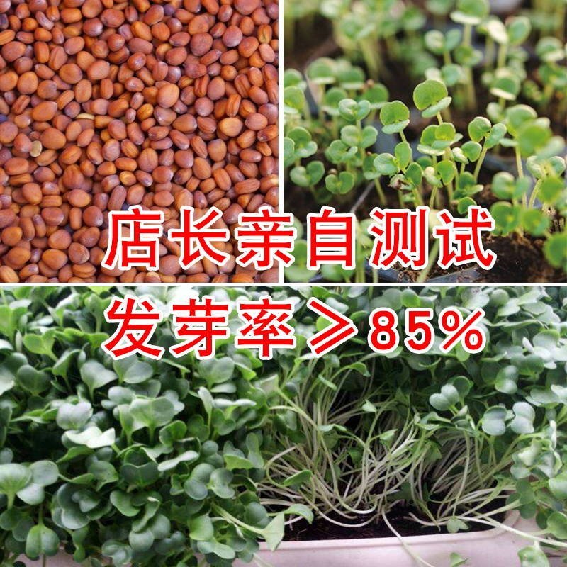 春不老迟花南畔洲白萝卜种籽九斤王不空心晚熟冬性好大田种