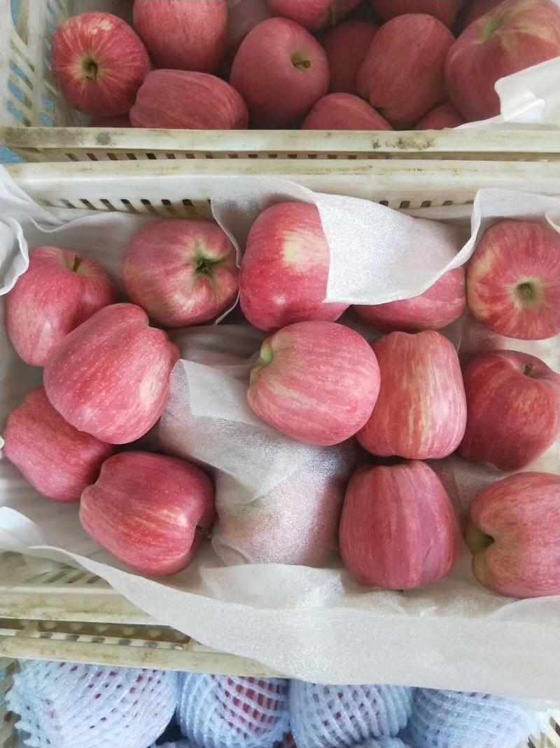 甘肃天水纸袋红星苹果已大量上市，产地直供货源充足！