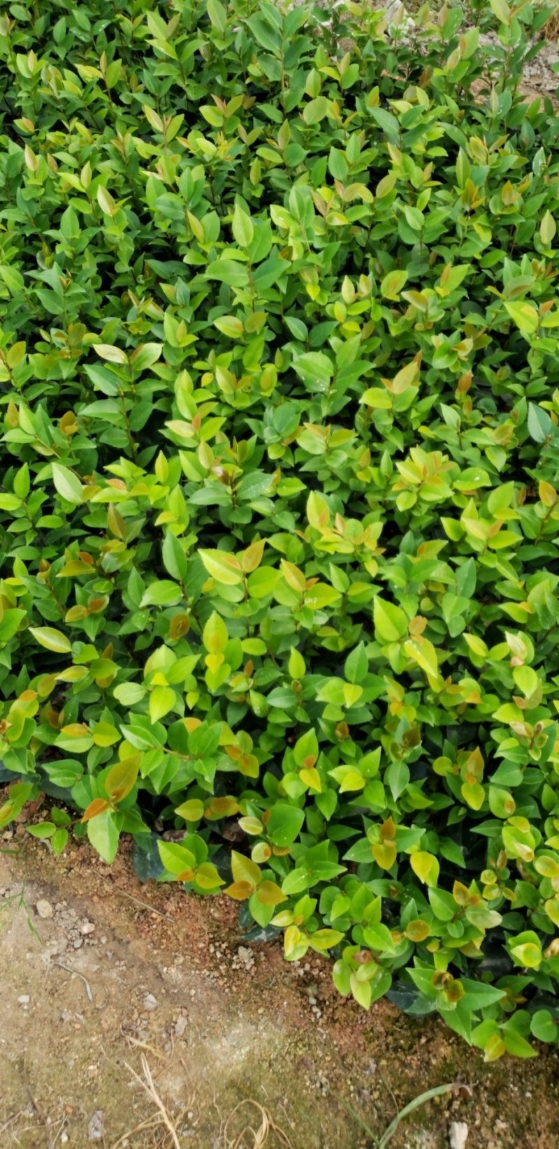 茶花地苗福建四海园基地直销
