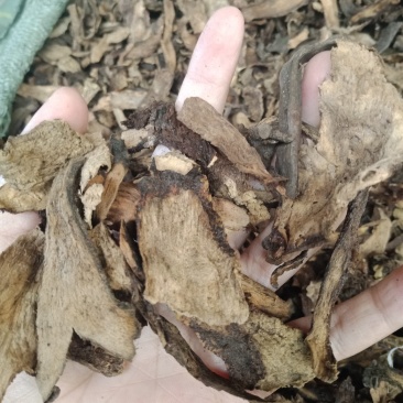 骨碎补生骨碎补烫骨碎补批发零售各种规格中药材