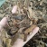 骨碎补生骨碎补烫骨碎补批发零售各种规格中药材