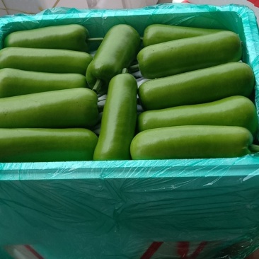 河北精品瓠子，瓠瓜大量接单产地直发量大从优欢迎来电咨询