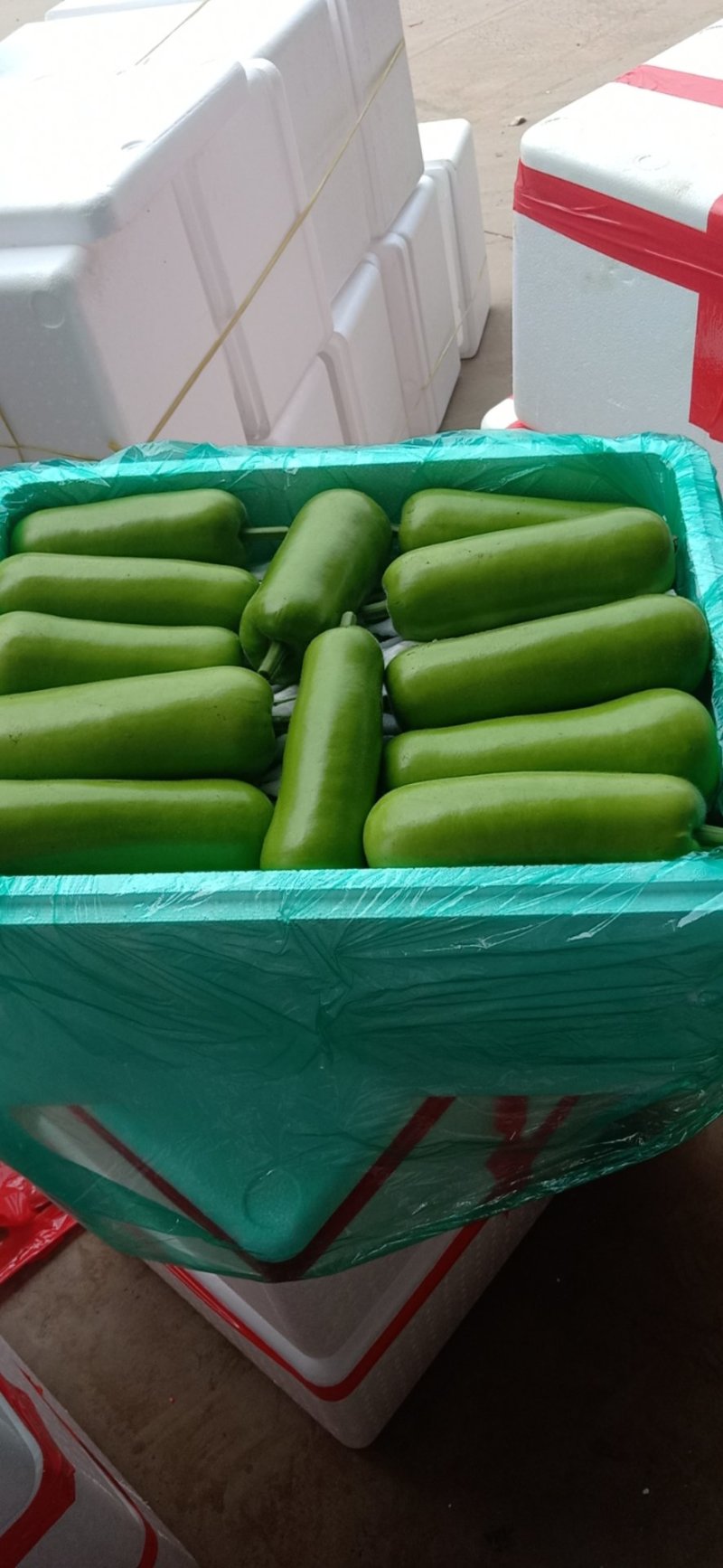 河北精品瓠子，瓠瓜大量接单产地直发量大从优欢迎来电咨询