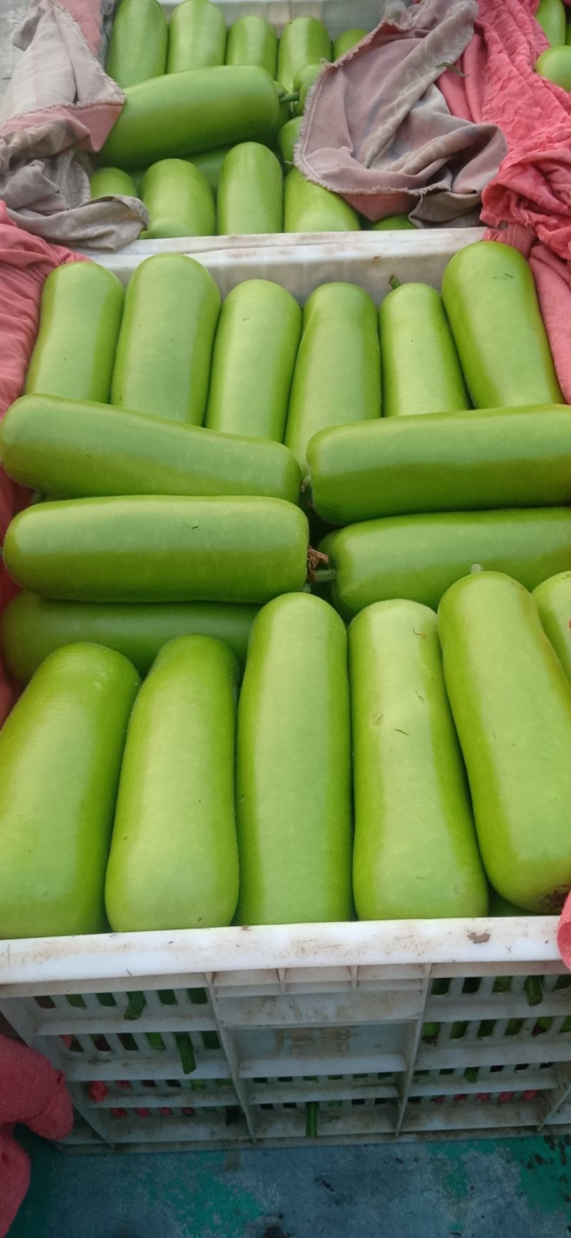 河北精品瓠子，瓠瓜大量接单产地直发量大从优欢迎来电咨询