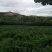 山地转让