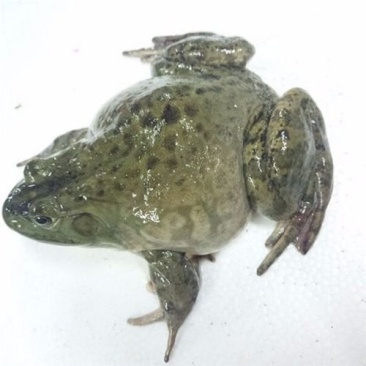 鲜活新鲜养殖牛蛙非活体现杀田鸡大牛蛙肉包邮下单现杀纯肉重