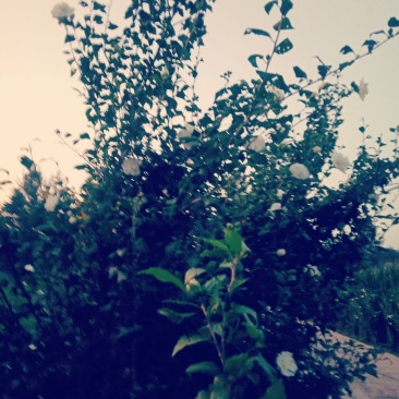 木槿花苗