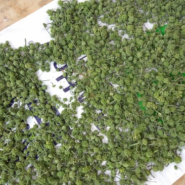 优质三七花