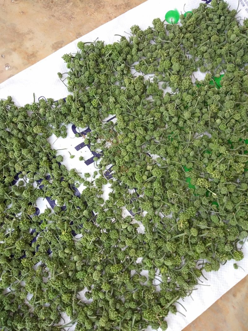 优质三七花