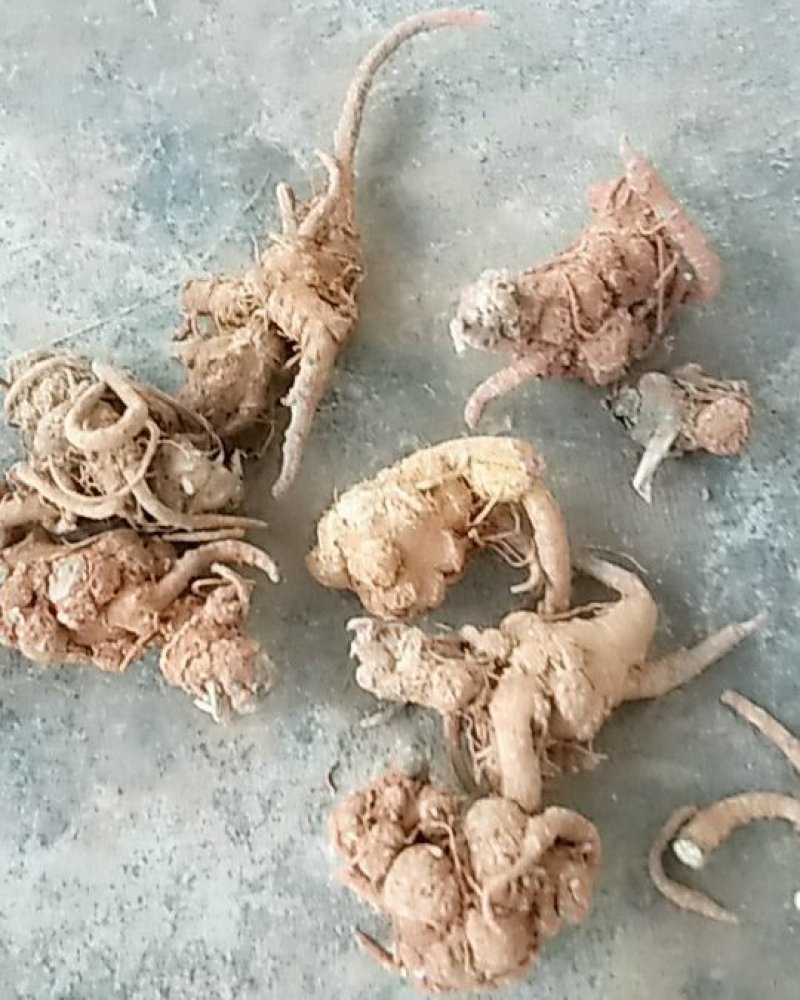 优质三七花