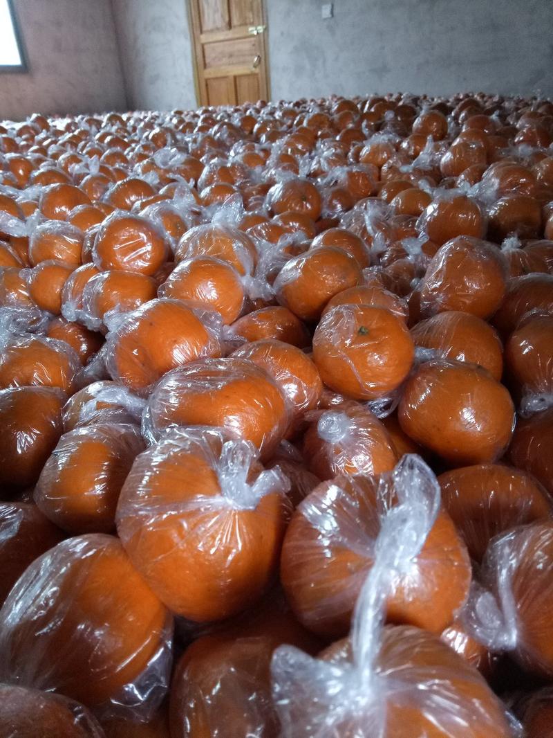 柑湘西椪柑个头大，颜色红，口感超甜，耐储存