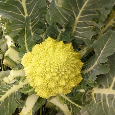 蔬菜