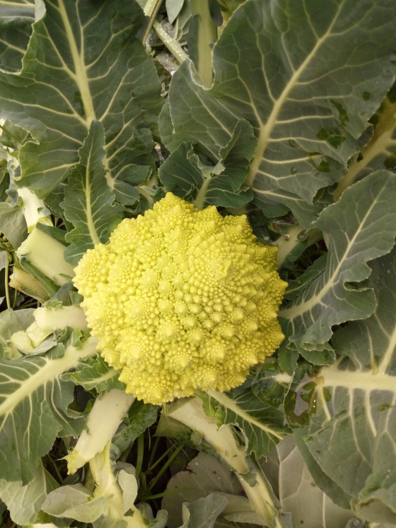 蔬菜