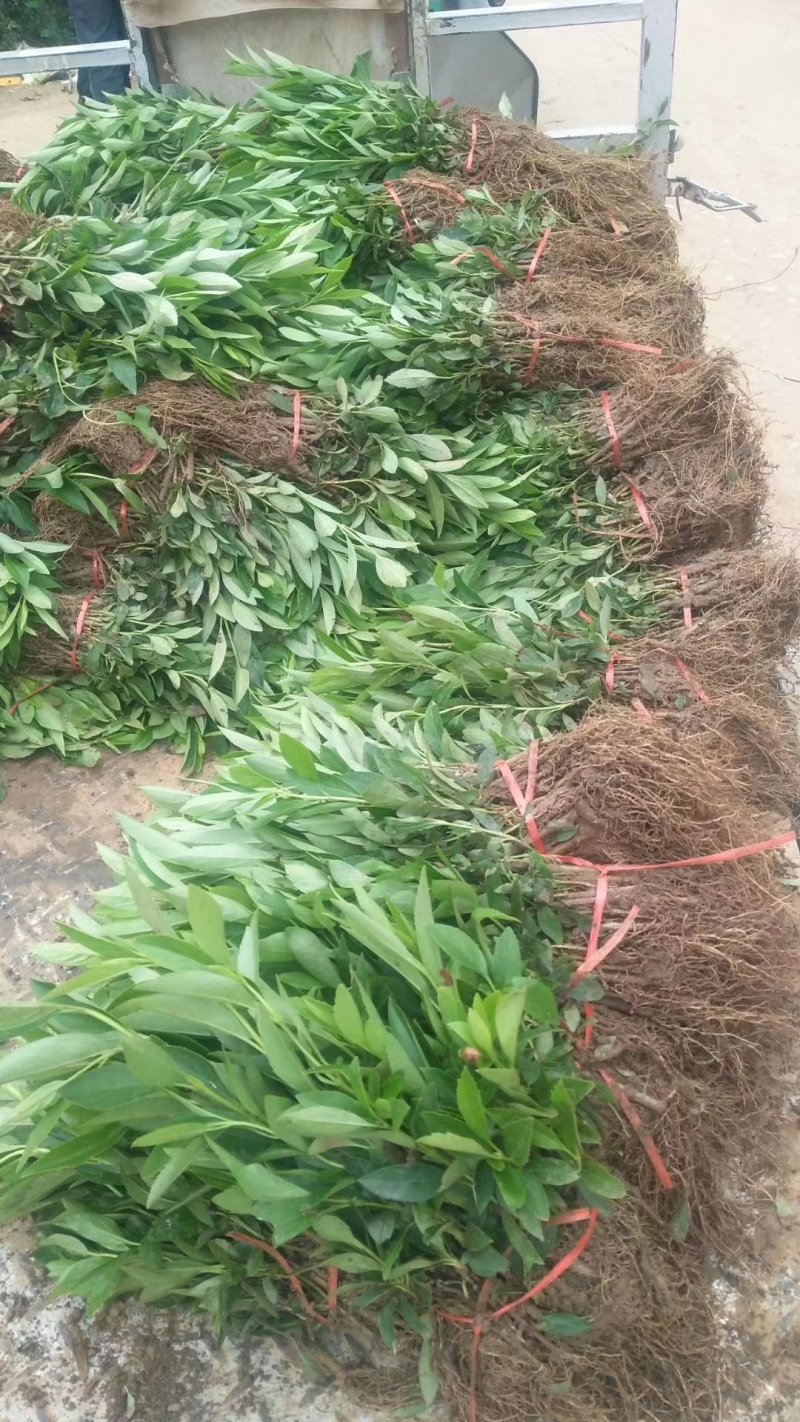 东北连翘，连翘球，连翘产地，连翘苗，连翘工程苗，连翘批发