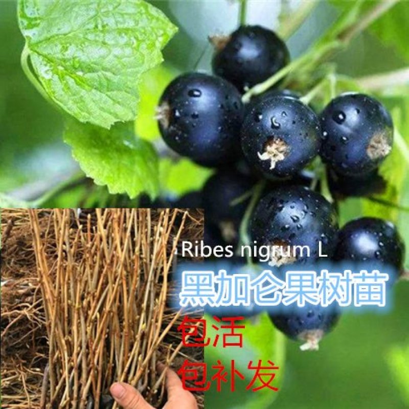 黑加仑苗黑豆苗基地哈尔滨成活率高浩海浆果