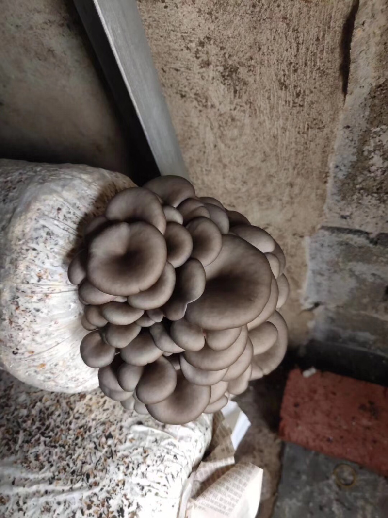 平菇