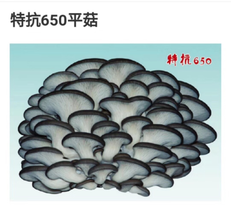 母种30一只、原种颗粒菌种15元、枝条菌种35元一瓶