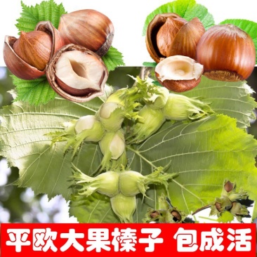 大榛子苗基地直供产量高包成活浩海浆果
