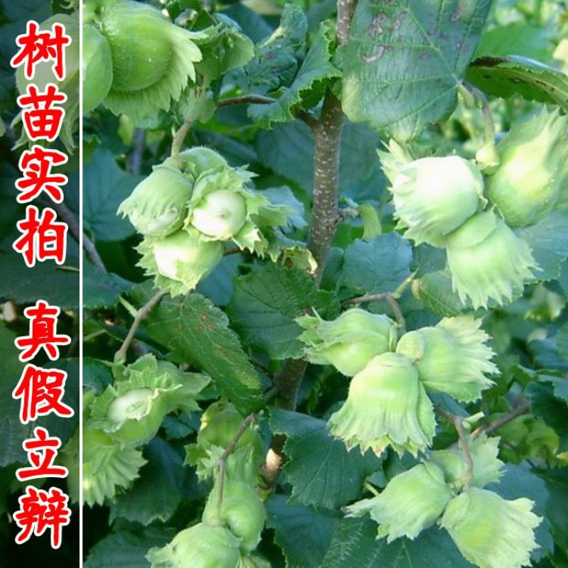 大榛子苗基地直供产量高包成活浩海浆果