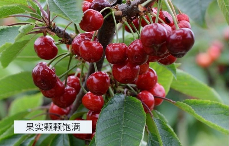 大樱桃苗基地直供产量高包成活浩海浆果