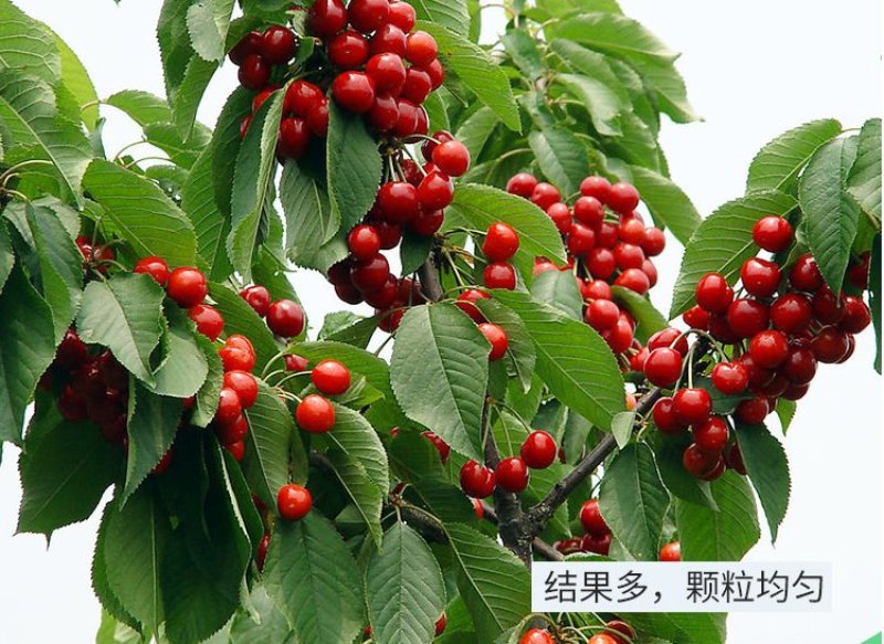 大樱桃苗基地直供产量高包成活浩海浆果