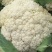 河北邯郸精品有机松花菜品质保证万亩基地电话联系