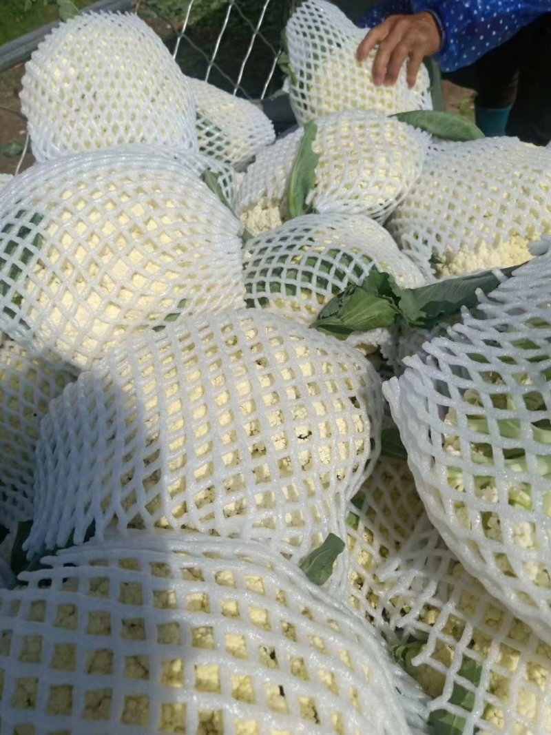 河北邯郸精品有机松花菜品质保证万亩基地电话联系