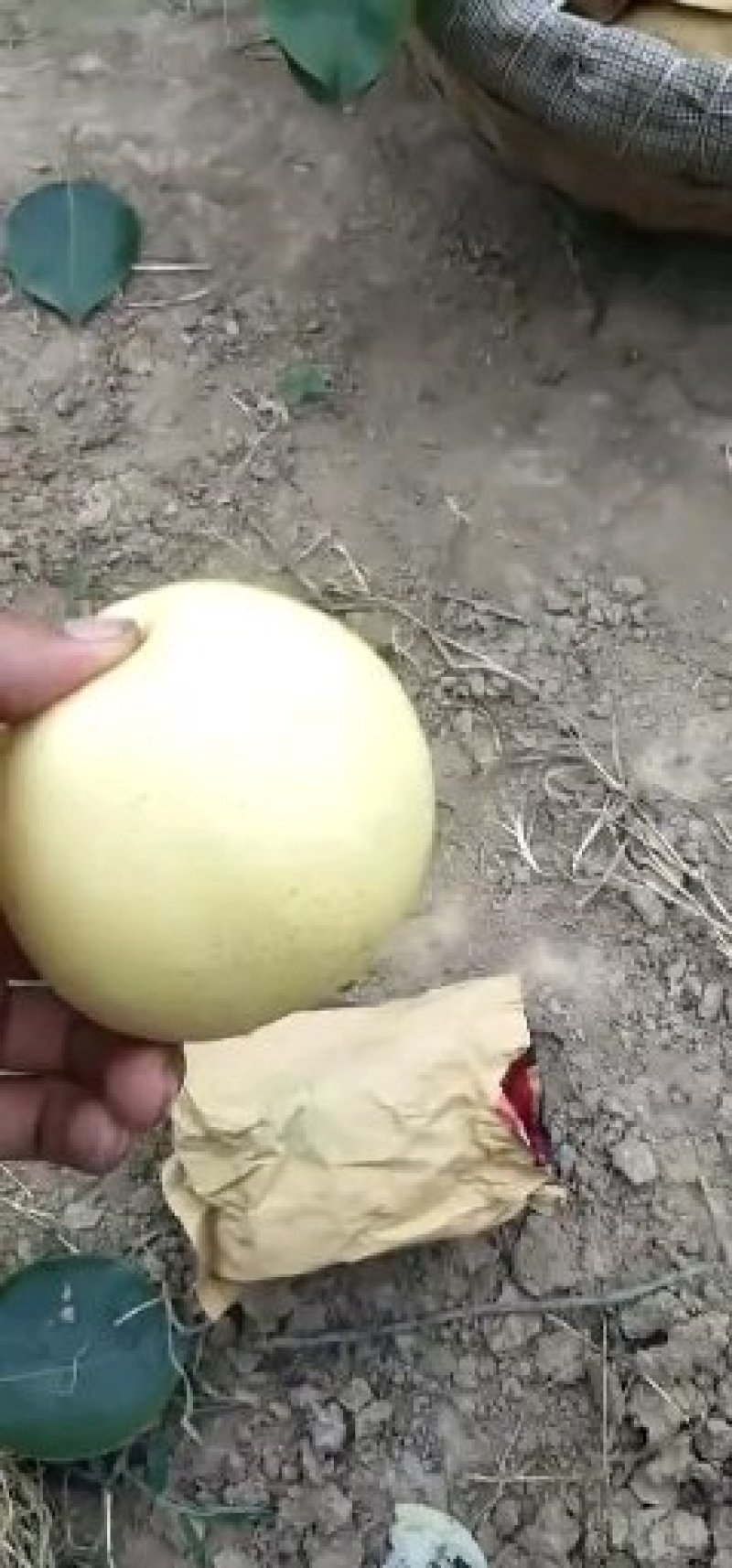 蒲城皇冠👑梨