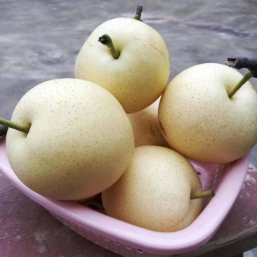蒲城皇冠👑梨