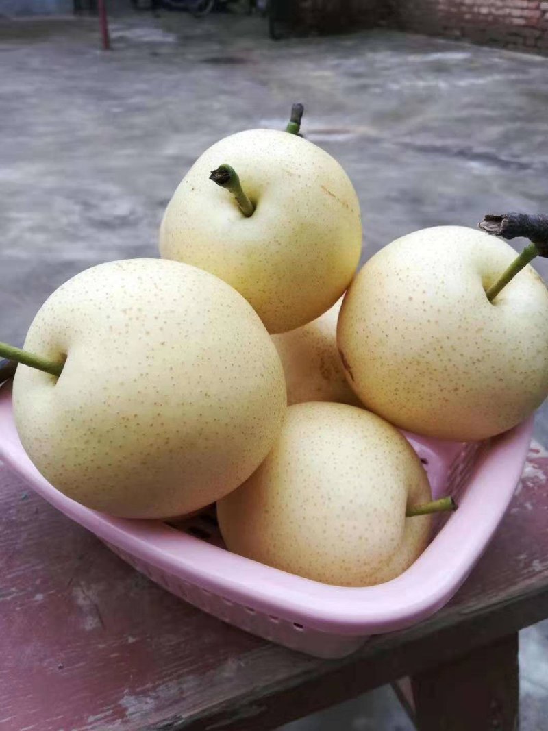 蒲城皇冠👑梨