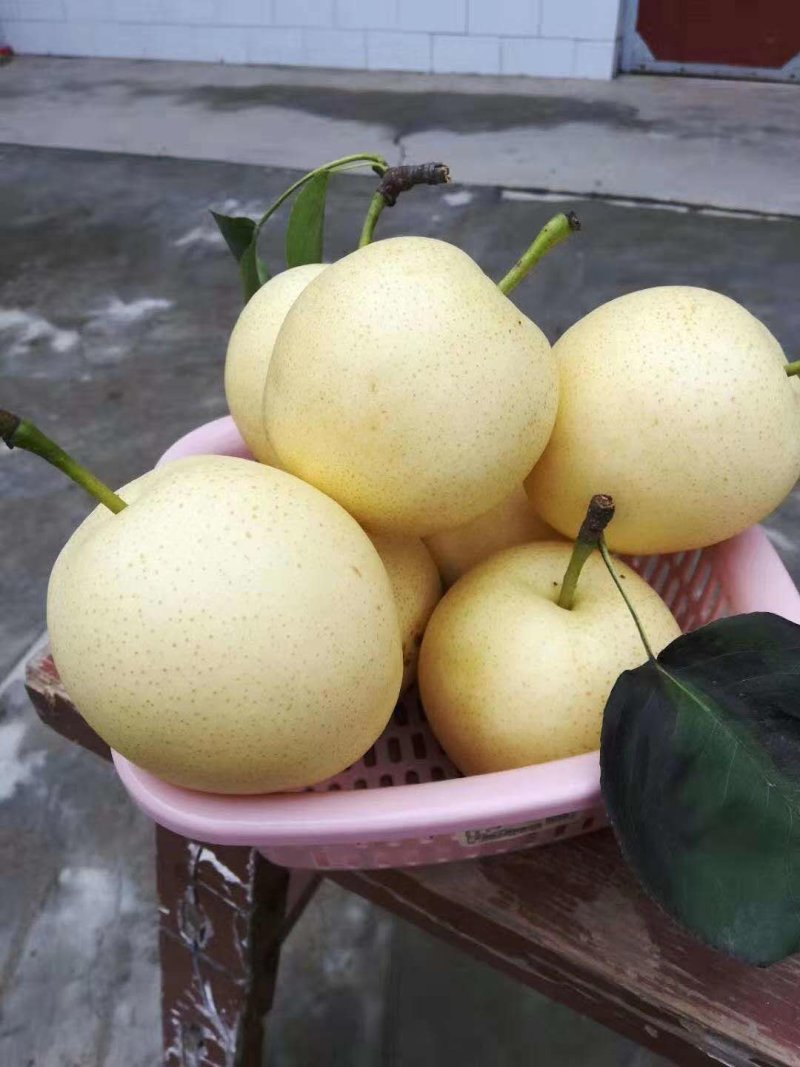 蒲城皇冠👑梨