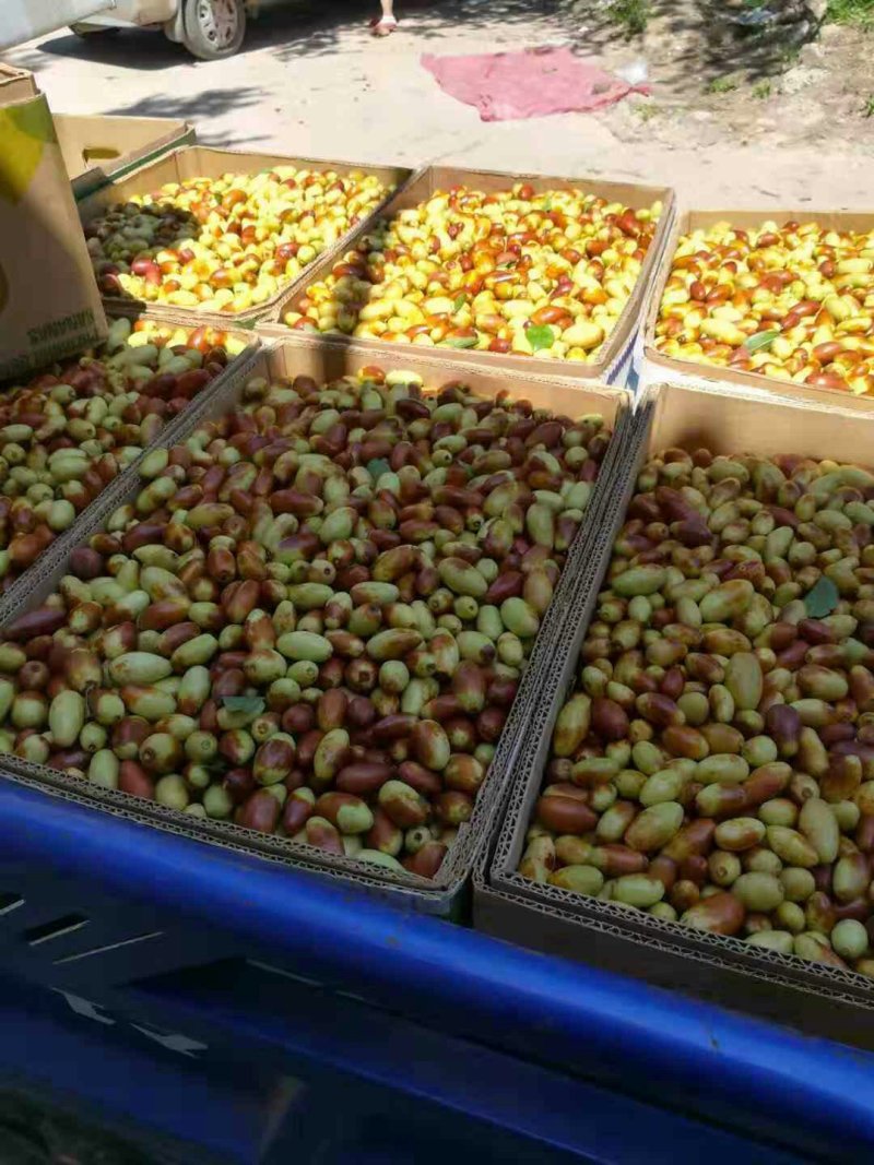 马牙枣上市中口感好亮度好！！！！！！！！！