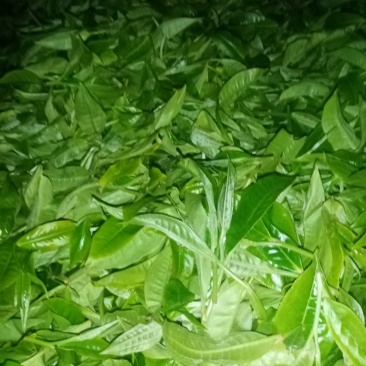布朗山生茶山头纯料。