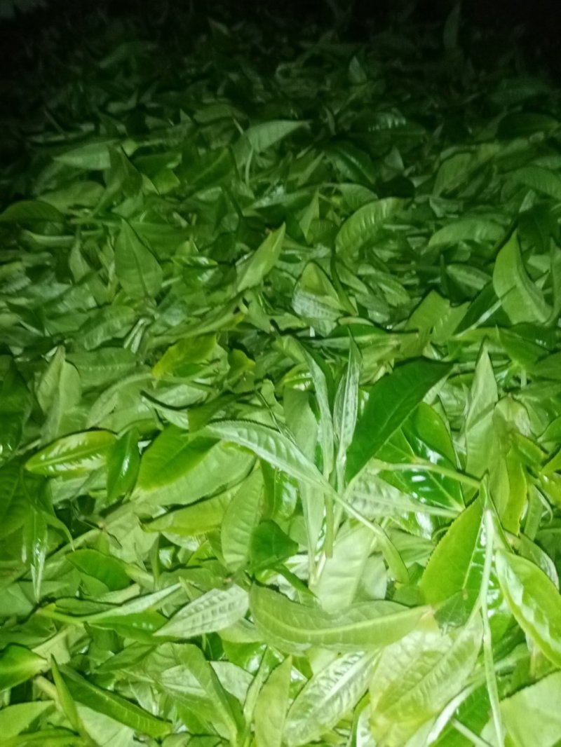 布朗山生茶山头纯料。