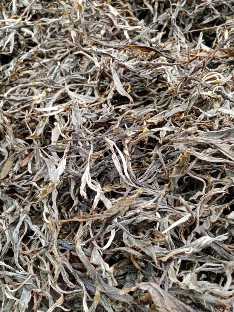 布朗山生茶山头纯料。