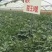 超大甜王0号西瓜种子采用菲律宾原种基因皮薄不裂瓜高糖度