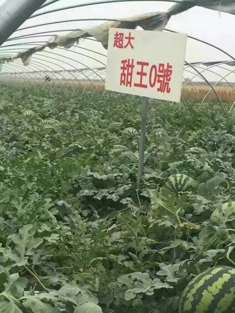 超大甜王0号西瓜种子采用菲律宾原种基因皮薄不裂瓜高糖度