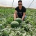超大甜王0号西瓜种子采用菲律宾原种基因皮薄不裂瓜高糖度