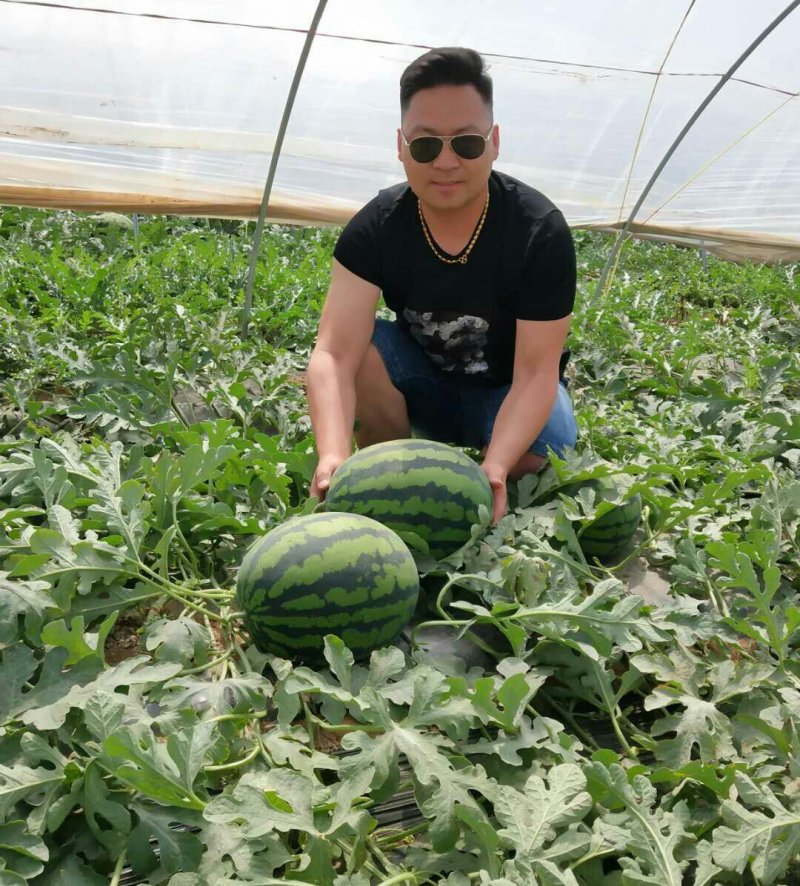 超大甜王0号西瓜种子采用菲律宾原种基因皮薄不裂瓜高糖度